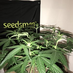 OG Kush Auto - Seedsman Genetics