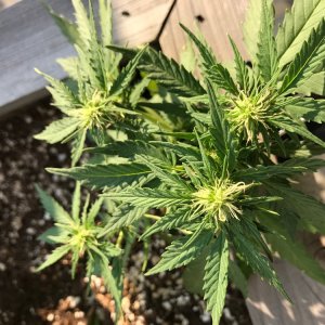 Misc Seed - Garden Grow