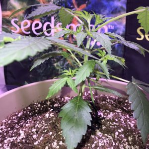 OG Kush Auto - Seedsman Genetics