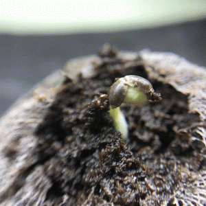 Peyote Critical Barneys Farm.gif