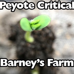 Peyote Critical - Barney's Farm