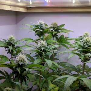 Grow3Day92 (2).jpg