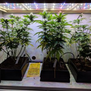 Grow3Day92 (3).jpg