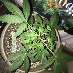 OG Kush Auto - Seedsman Genetics