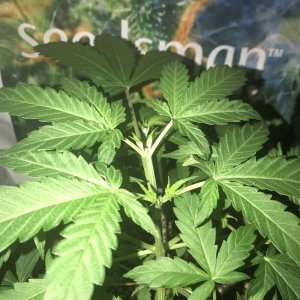 OG Kush Auto - Seedsman Genetics