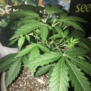 OG Kush Auto - Seedsman Genetics