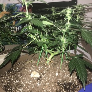 OG Kush Auto - Seedsman Genetics