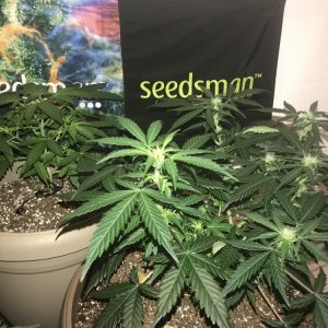 OG Kush Auto - Seedsman Genetics