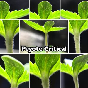 Peyote Critical