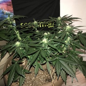 OG Kush Auto - Seedsman Genetics