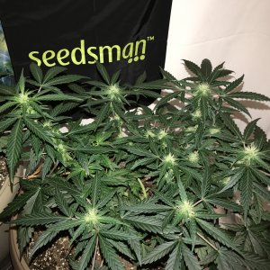 OG Kush Auto - Seedsman Genetics