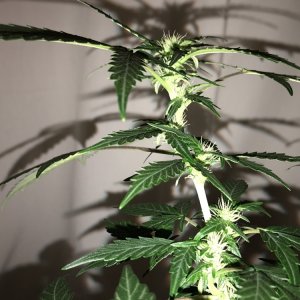 OG Kush Auto - Seedsman Genetics