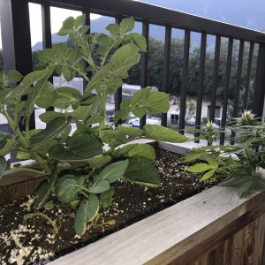 Outdoor Garden Misc Seed