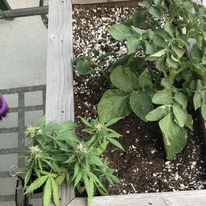 Outdoor Garden Misc Seed