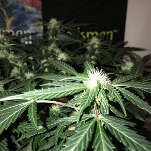 OG Kush Auto - Seedsman Genetics