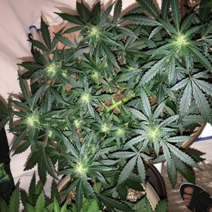 OG Kush Auto - Seedsman Genetics