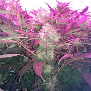 day 44 flower a.jpg