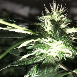 OG Kush Auto - Seedsman Genetics