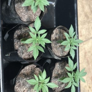 Vegging BCP in 1-gal grow bag