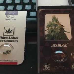 Jack Herer and Northern Lights.jpg