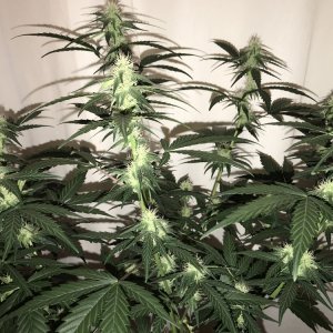 CBD OG Kush Auto - Dinafem