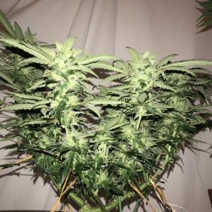 OG Kush Auto - Seedsman Genetics