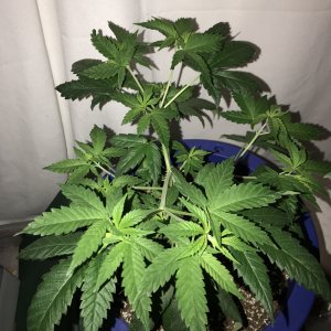 Candida CD-1 - Med Marijuana Genetics