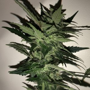 OG Kush Auto - Seedsman Genetics