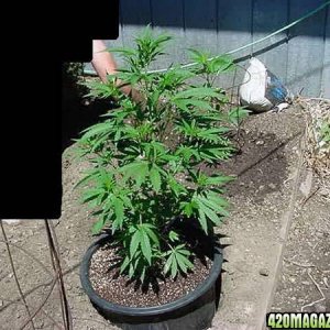 NL Big Bud Clones