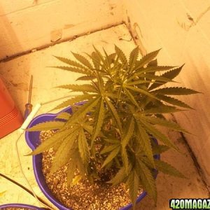 my 3 grow