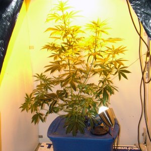 Grow Journal Updates