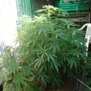 Grow Journal Updates