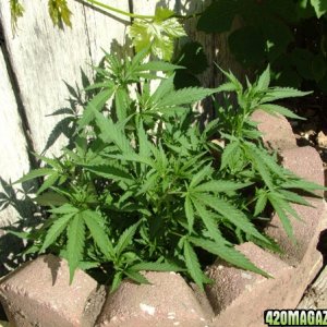 Grow Journal Updates