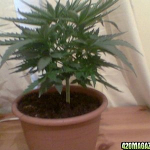 My Grow Pics 19-7