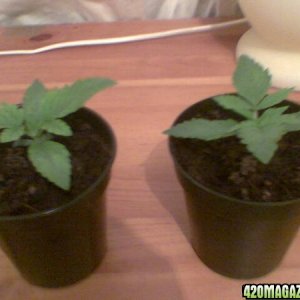 My Grow Pics 19-7