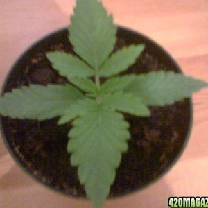 My Grow Pics 19-7