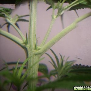 my 3 grow