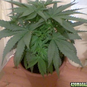 Todays Grow Pics