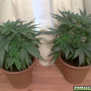 Todays Grow Pics