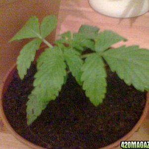 Todays Grow Pics