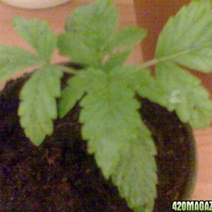 Todays Grow Pics