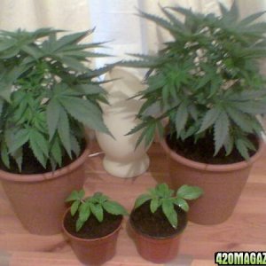 Todays Grow Pics