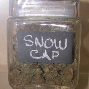 Snow Cap