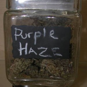 Purple Haze