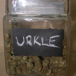 Urkle