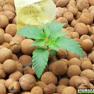 white skunk seedlings