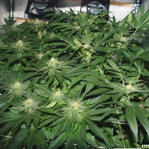 Usul's Grow 2.1 - Day 83