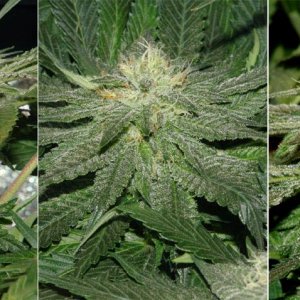 Usul's Grow 2.1 - Day 83 buds