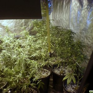 week 3 flower main tent