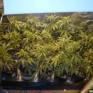 week 3 flower pic 2 small tent